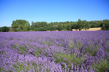 Fototapeta na wymiar paysage de Provence