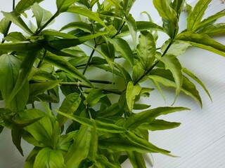 Barleria lupulina, On a white background.