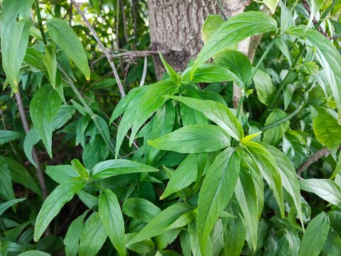 213 Best Barleria Images Stock Photos Vectors Adobe Stock