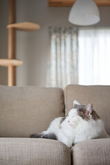 家のソファの上で寝ている猫