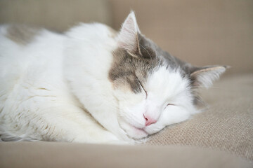 ソファの上で寝ている猫のアップ