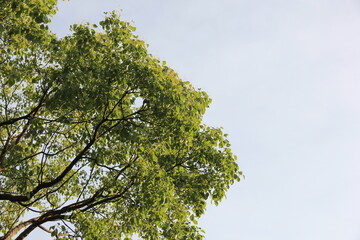 大きなクスノキ