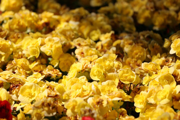 Begonia flower are blooming in the flower garden.