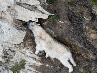mountain goat eating in high altitude