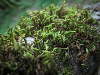 Sphagnum moss Peat moss in forest. Close up of  Peat moss.