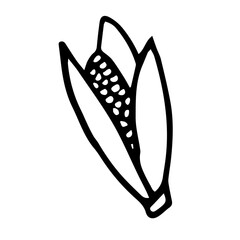 corncob with leaves in doodle