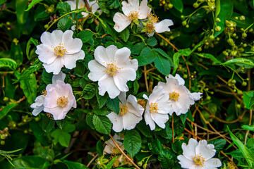 Шиповник цветущий белый