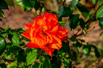 Obraz premium Розы