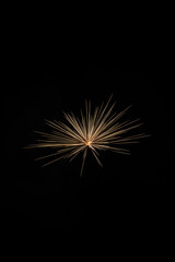 Fototapeta premium fireworks in the night sky, 4th of July