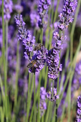 une abeille qui butine la lavande