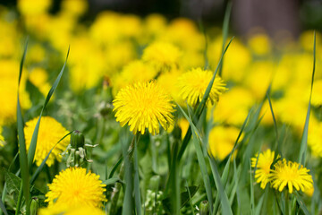 Blossoming bright yellow dandelionsin the park in spring. Dandelion flowers close up.