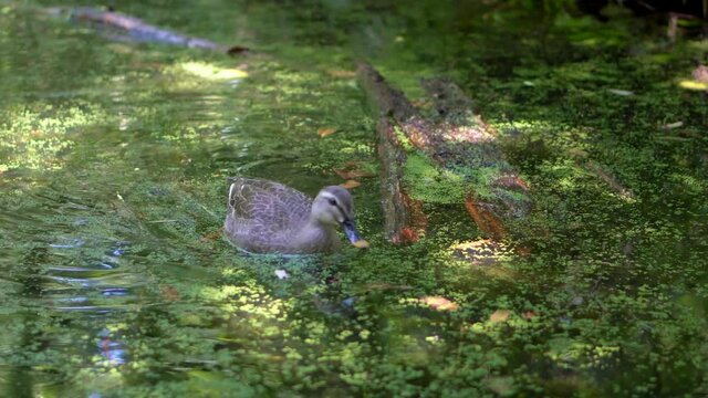 In one of the small lakes of the Shakujii Koen Park in Tokyo, Japan, ducks look for their food between the water and the algae. They move agile and quickly.