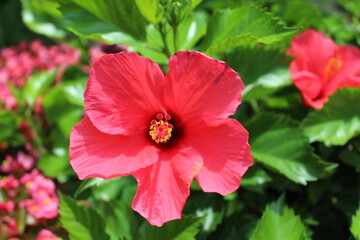 red hibiscus flower