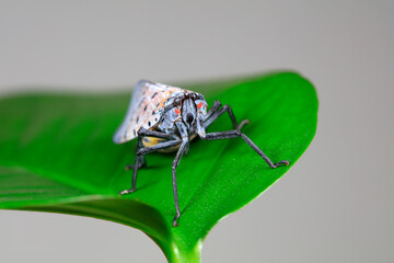 Wax cicadas in the wild