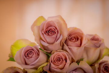 Close up of a bouquet of Pink Mondial roses variety, studio shot, pink flowers