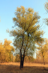 Obraz premium Trees in autumn