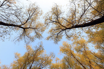 Obraz premium Willow tree crown in autumn