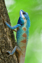 Big blue and white with red spots tree lizard expose over fine green leafs background in tropical nature