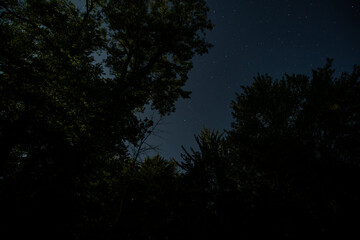 Starry sky with trees in forest at night