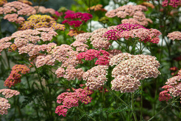 Close-up of pink and red yarrow blossoms with blurry background
