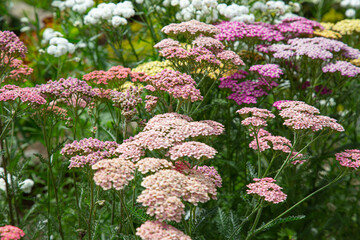 Close-up of pink and red yarrow blossoms with blurry background