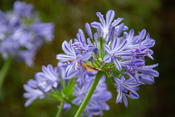 Close-up of blue and white blossoms of Agapanthus flowers