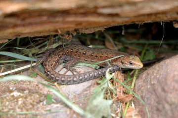 Little lizard on a rock 001