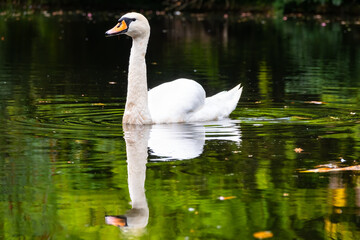 A graceful white swan swimming on a lake with dark green water. The white swan is reflected in the water