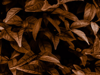 Beautiful abstract color brown and yellow flowers on dark background and orange flower frame and brown leaves texture, brown background, orange and gold love banner, white isolated background 