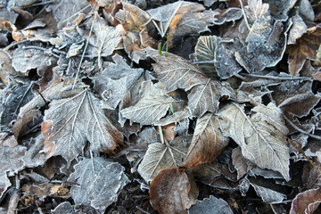 Feuilles gelées