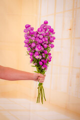Women hand holding a bouquet of Astee Blue Summer flowers variety, studio shot, pink flowers
