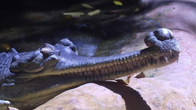 Gharial Bilder Durchsuchen 2,815 Archivfotos, und