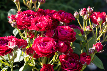 Beautiful red roses bloom, which belong to the type of sprays.