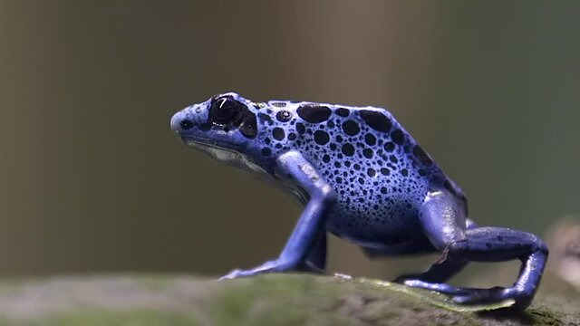 A Blue Poison Dart Frog Sitting On The Rock - close up side view shot