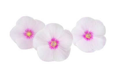 phlox flower isolated