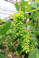 Green grapes on the farm