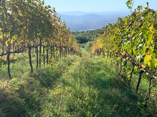 vineyard in france