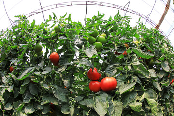 Ripe tomatoes in greenhouses, North China