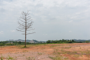 Fototapeta na wymiar A dead tree on the wild dirt surface