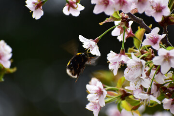 さくらの蜜を吸うマルハナバチ