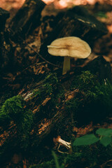 Fototapeta premium Wild mushroom in the forest, natural food, summer harvest. Wallpaper, natural background, beautiful photo with soft focus and tinting.