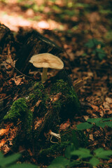 Wild mushroom in the forest, natural food, summer harvest. Wallpaper, natural background, beautiful photo with soft focus and tinting.