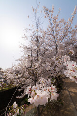 桜