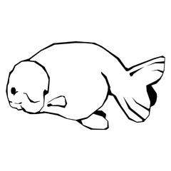 Goldfish white ranchu  lion dead side view