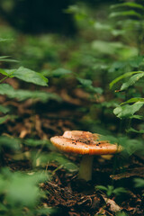 Wild mushroom in the forest, natural food, summer harvest. Wallpaper, natural background, beautiful photo with soft focus and tinting.