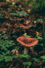 Wild mushroom in the forest, natural food, summer harvest. Wallpaper, natural background, beautiful photo with soft focus and tinting.
