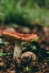 Wild mushroom in the forest, natural food, summer harvest. Wallpaper, natural background, beautiful photo with soft focus and tinting.
