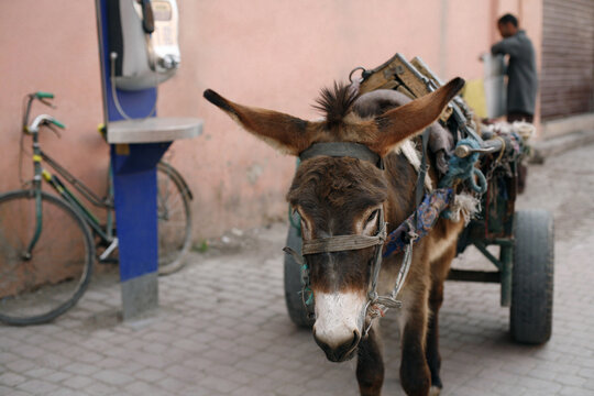 Donkey cart