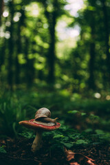 The snail crawls on the mushroom hat, the flying natural background. Wallpaper, wildlife, soft focus, toning.