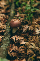 Wild mushroom in the forest, natural food, summer harvest. Wallpaper, natural background, beautiful photo with soft focus and tinting.